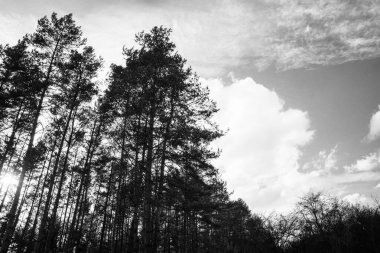 Yaz, sonbahar ya da kış boyunca ormandaki ağaçlar. 