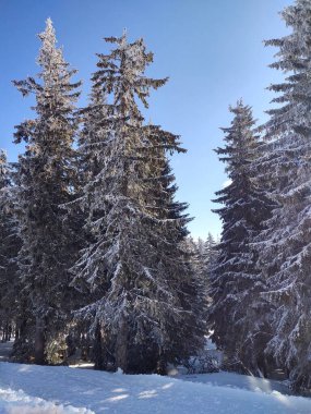 Yaz, sonbahar ya da kış boyunca ormandaki ağaçlar. 