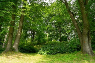Yaz, sonbahar ya da kış boyunca ormandaki ağaçlar. 