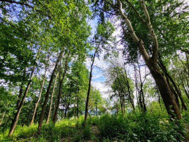 Yaz, sonbahar ya da kış boyunca ormandaki ağaçlar. 