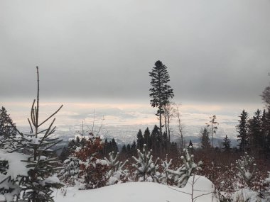 Yaz, sonbahar ya da kış boyunca ormandaki ağaçlar. 