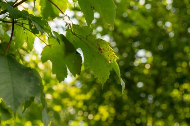 Yaz, sonbahar ya da kış boyunca ormandaki ağaçlar. 
