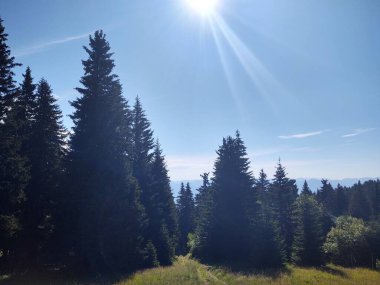 Yaz, sonbahar ya da kış boyunca ormandaki ağaçlar. 