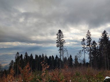 Yaz, sonbahar ya da kış boyunca ormandaki ağaçlar. 