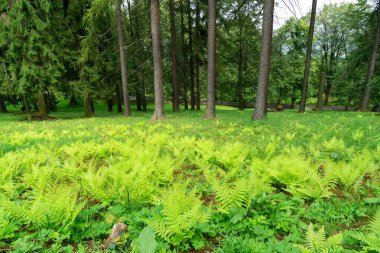 Yaz, sonbahar ya da kış boyunca ormandaki ağaçlar. 