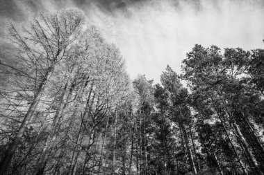 Yaz, sonbahar ya da kış boyunca ormandaki ağaçlar. 