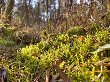 Yaz, sonbahar ya da kış boyunca ormandaki ağaçlar. 