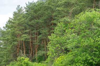 Yaz, sonbahar ya da kış boyunca ormandaki ağaçlar. 