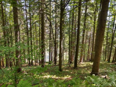 Yaz, sonbahar ya da kış boyunca ormandaki ağaçlar. 