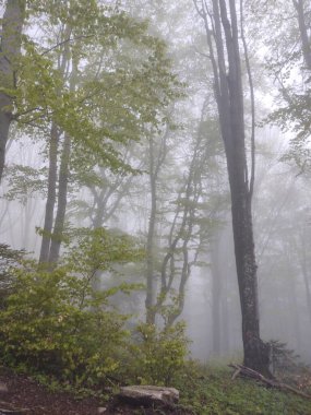 Yaz, sonbahar ya da kış boyunca ormandaki ağaçlar. 