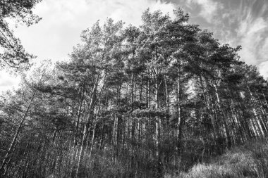 Yaz, sonbahar ya da kış boyunca ormandaki ağaçlar. 