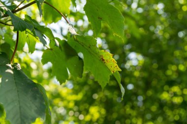Yaz, sonbahar ya da kış boyunca ormandaki ağaçlar. 