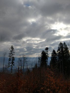 Yaz, sonbahar ya da kış boyunca ormandaki ağaçlar. 