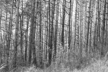 Yaz, sonbahar ya da kış boyunca ormandaki ağaçlar. 