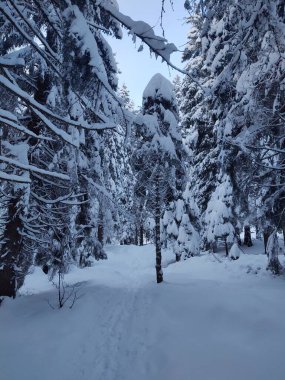 Yaz, sonbahar ya da kış boyunca ormandaki ağaçlar. 