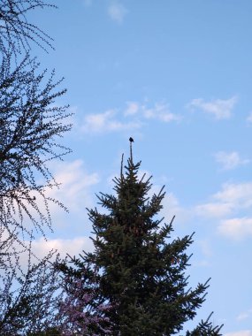 Yaz, sonbahar ya da kış boyunca ormandaki ağaçlar. 