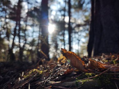 Yaz, sonbahar ya da kış boyunca ormandaki ağaçlar. 