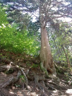 Yaz, sonbahar ya da kış boyunca ormandaki ağaçlar. 