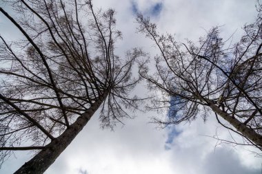 Yaz, sonbahar ya da kış boyunca ormandaki ağaçlar. 