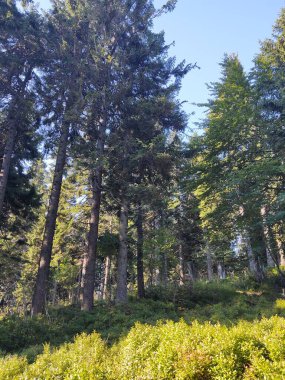 Yaz, sonbahar ya da kış boyunca ormandaki ağaçlar. 