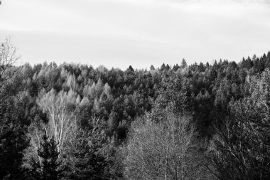 Yaz, sonbahar ya da kış boyunca ormandaki ağaçlar. 