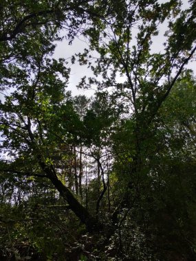 Yaz, sonbahar ya da kış boyunca ormandaki ağaçlar. 