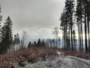 Yaz, sonbahar ya da kış boyunca ormandaki ağaçlar. 