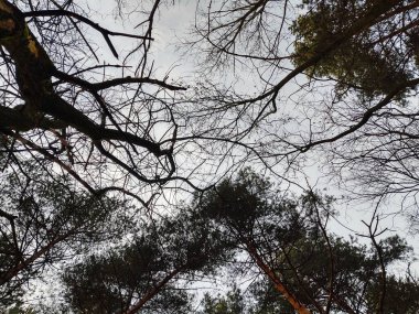 Yaz, sonbahar ya da kış boyunca ormandaki ağaçlar. 