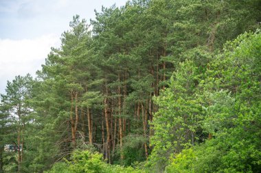 Yaz, sonbahar ya da kış boyunca ormandaki ağaçlar. 