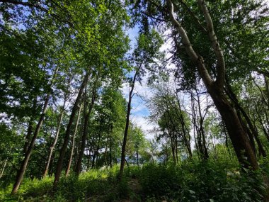 Yaz, sonbahar ya da kış boyunca ormandaki ağaçlar. 