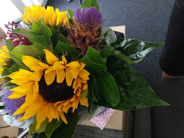 Ayçiçeğinin ayrıntıları doğada ya da bahçede. 