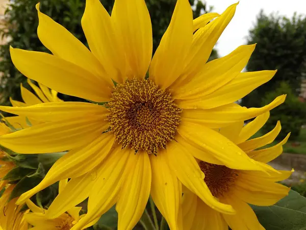 Detail of the sunflower flower in nature or in the garden.
