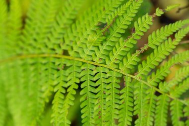 Doğadaki ormandaki güzel yeşil eğreltiotu bitkisi. Slovakya