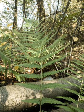 Doğadaki ormandaki güzel yeşil eğreltiotu bitkisi. Slovakya