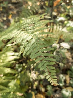 Doğadaki ormandaki güzel yeşil eğreltiotu bitkisi. Slovakya