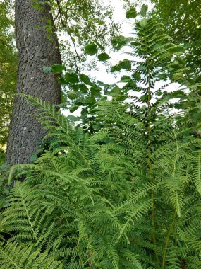 Doğadaki ormandaki güzel yeşil eğreltiotu bitkisi. Slovakya