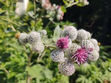 Doğadaki devedikeni çiçeği doğadaki yeşil çimlerde ya da bahçede. Slovakya