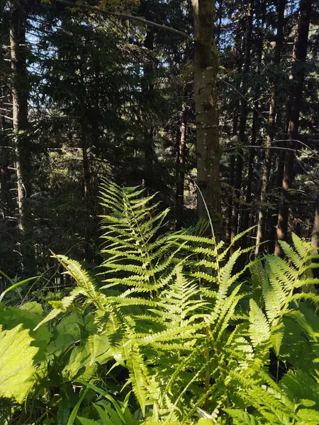 Beautiful green Fern plant in the forest in nature. Slovakia