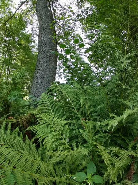 Beautiful green Fern plant in the forest in nature. Slovakia