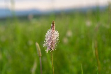 Yeşil çayırdaki vahşi doğada bitki çiçeği. Slovakya