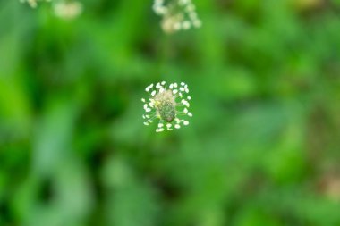 Yeşil çayırdaki vahşi doğada bitki çiçeği. Slovakya
