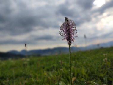 Yeşil çayırdaki vahşi doğada bitki çiçeği. Slovakya