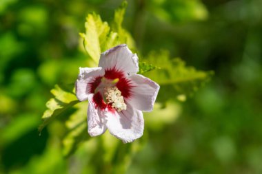 Çayır çiçekleri - doğada güzel sarı ve pembe çiçekler. Slovakya