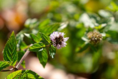 Bahçede açan güzel çiçeğin yakın görüntüsü.
