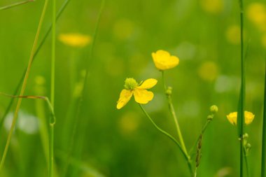 Çayır çiçekleri - doğada güzel sarı ve pembe çiçekler. Slovakya