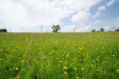 Çayır çiçekleri - doğada güzel sarı ve pembe çiçekler. Slovakya