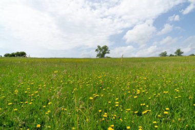 Çayır çiçekleri - doğada güzel sarı ve pembe çiçekler. Slovakya