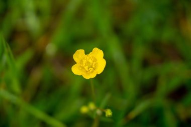 Çayır çiçekleri - doğada güzel sarı ve pembe çiçekler. Slovakya