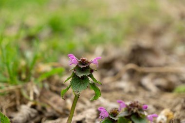 Çayır çiçekleri - doğada güzel sarı ve pembe çiçekler. Slovakya