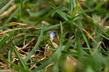 Bahçedeki güzel çiçekler